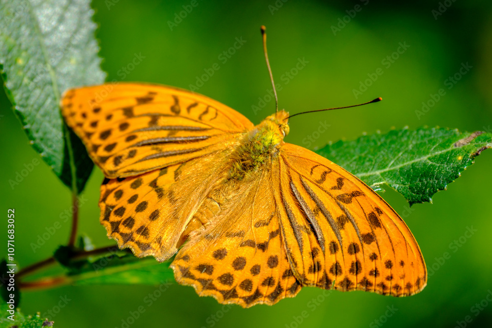 Fototapeta premium Silver-washed fritillary butterfly