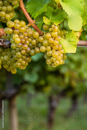 Wallpaper Mural Clusters of ripe fresh golden grapes on the vine, ready for harvesting. Sunlit vineyard with ripening green yellow grapevines. Torontodigital.ca
