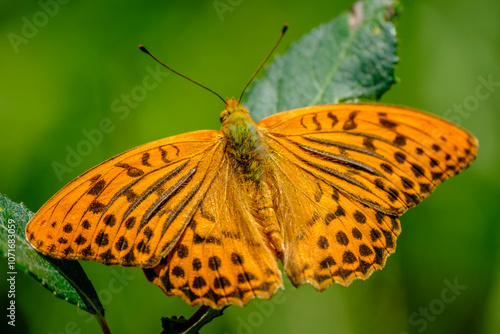 Silver-washed fritillary butterfly