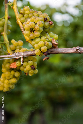 Clusters of ripe fresh golden grapes on the vine, ready for harvesting. Sunlit vineyard with ripening green yellow grapevines. photo