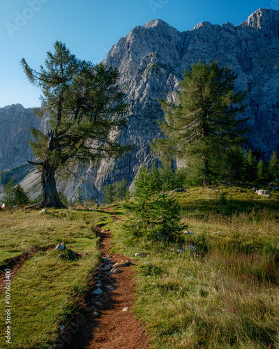 Trees on top of Slemenova Spica, Slovenia