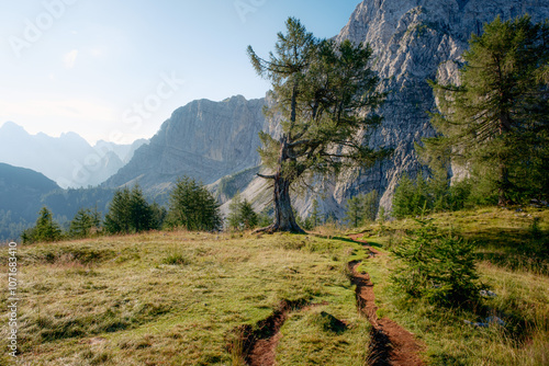 Lone tree on top of Slemenova spica, Slovenia photo