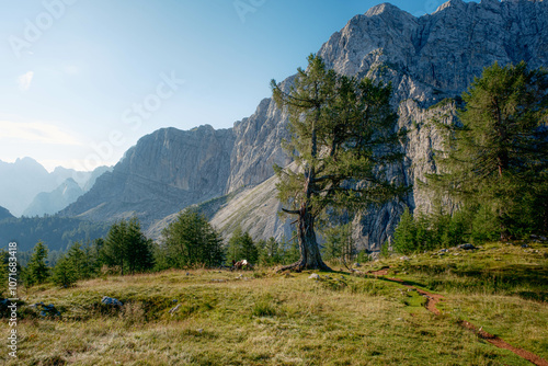 Trees on top of Slemenova Spica, Slovenia photo