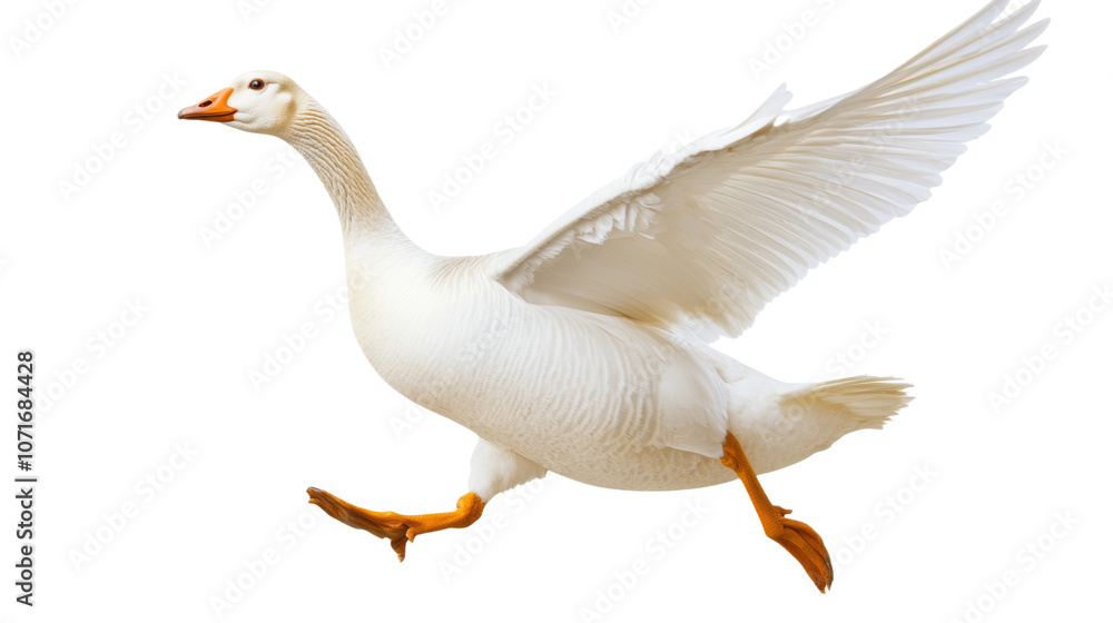 Fototapeta premium Goose