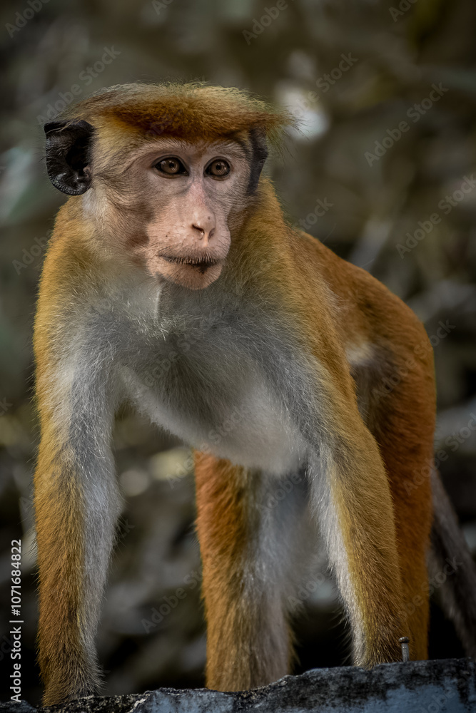 Obraz premium portrait of a monkey 