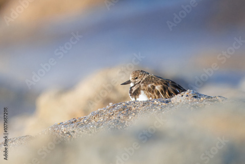 Rola-do-mar (Arenaria interpres). Uma rola a descançar entre os rochedos de uma praia. photo