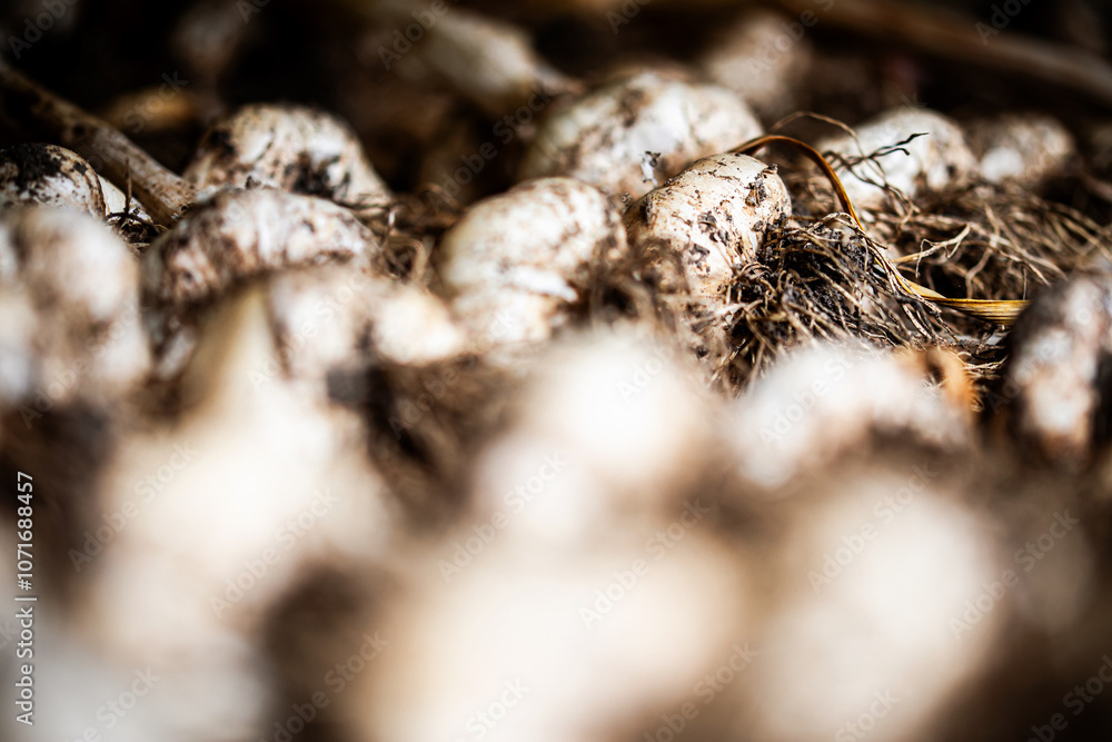 close-up of freshly harvested garlic close-up of freshly harvested garlic