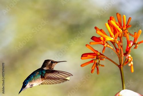 Bienenelfe - Mellisuga Helenae