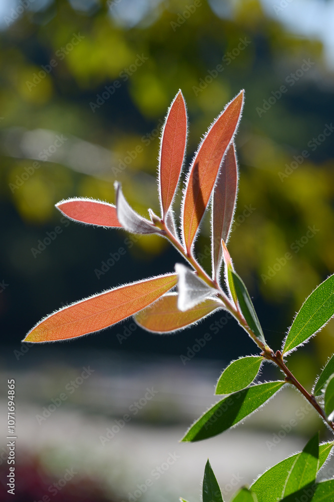 Obraz premium ブラシノキの若葉 葉模様