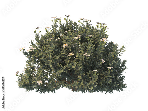 flower bush png isolated on transparent background. Single Tropical plant flower fence bush. green shrub isolated on transparent background. Shrub for garden decoration. flower bush with leaves png.