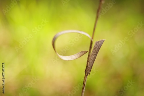 Natural background with dry thin grass in autumn field. Autumnal meadow