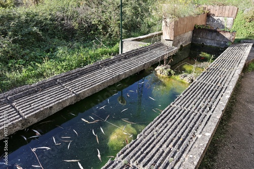 Obraz na płótnie Carpinone - Lavatoio presso il Parco delle Cascate in Via Fiume w salonie