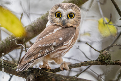 Saw whet Owl Amherst Island, Ontario