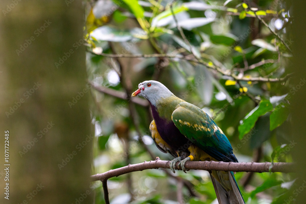 Naklejka premium Colorful Bird on Branch in Lush Green Forest