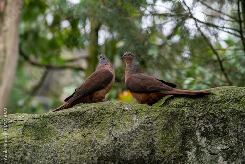 Pair of Birds on a Stone Surface in Nature