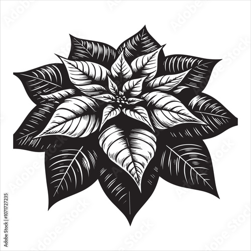 Classic Black and White Poinsettia Illustration for Holiday Designs. This striking black and white illustration of a poinsettia captures the festive spirit of the holiday season.