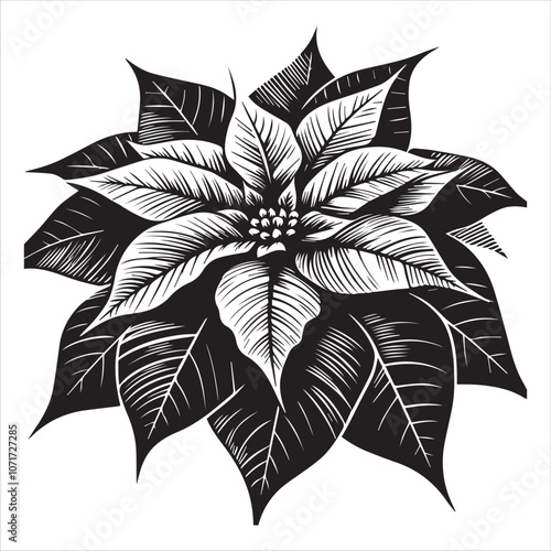 Classic Black and White Poinsettia Illustration for Holiday Designs. This striking black and white illustration of a poinsettia captures the festive spirit of the holiday season.