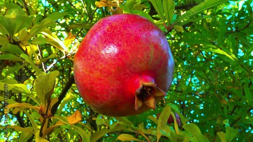 Punica granatum - Ripe red pomegranate fruits against green leaves in autumn in the garden photo