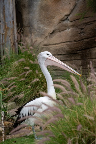 Elegant Pelican in Natural Habitat Near Water