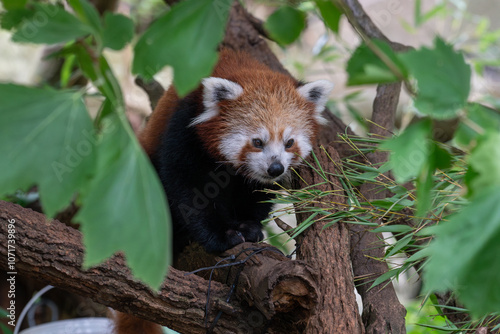 Red Panda Playing Among the Leaves in a Tree