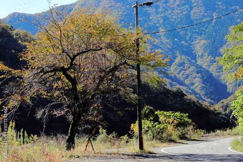 岐阜県揖斐川町藤橋の黄色に変わる木と山と道路