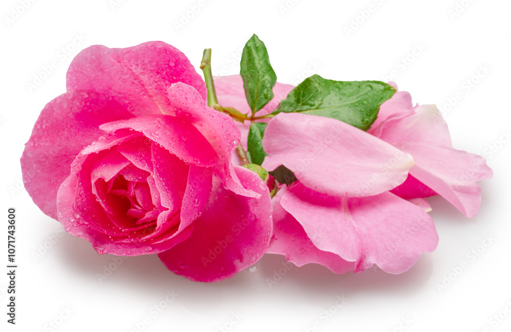Fototapeta premium Opened pink rose or Bulgarian rose covered with water drops and some petals near it on pink background. File contains clipping path.