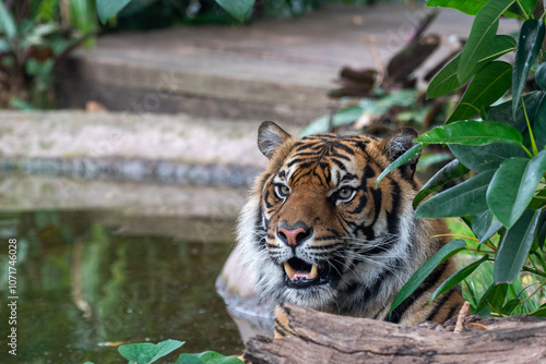 Majestic Tiger Observing Its Surroundings in Jungle Water