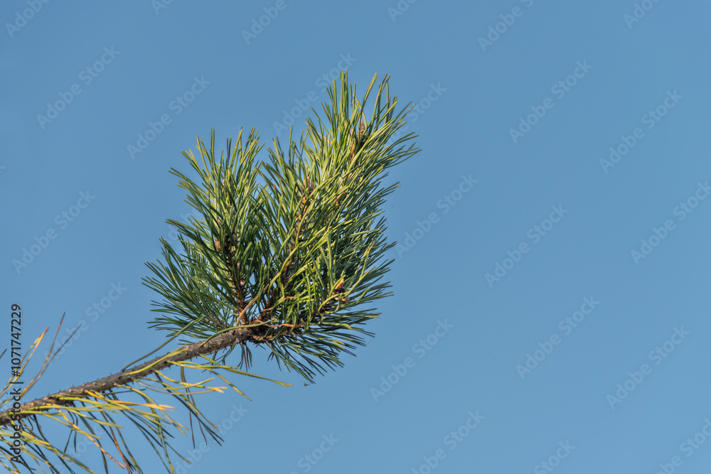 close up of a pine branch against a clear blue sky close up of a pine branch against a clear blue sky