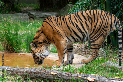 Majestic Tiger Drinking Water in Natural Habitat