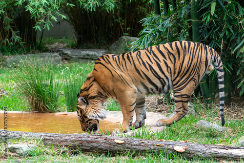 Majestic Tiger Approaching Water in Natural Habitat