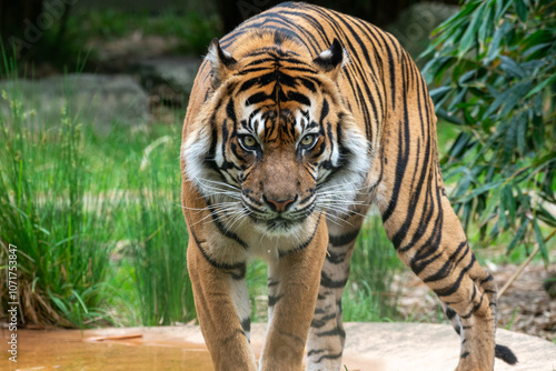 Majestic Tiger Walking Through Its Habitat