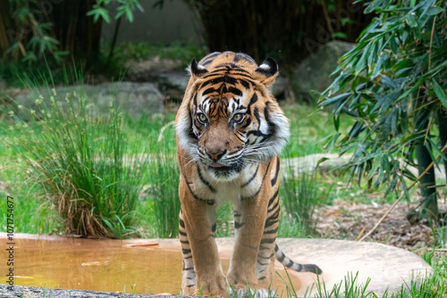 Majestic Tiger Strolling by Water in Natural Habitat