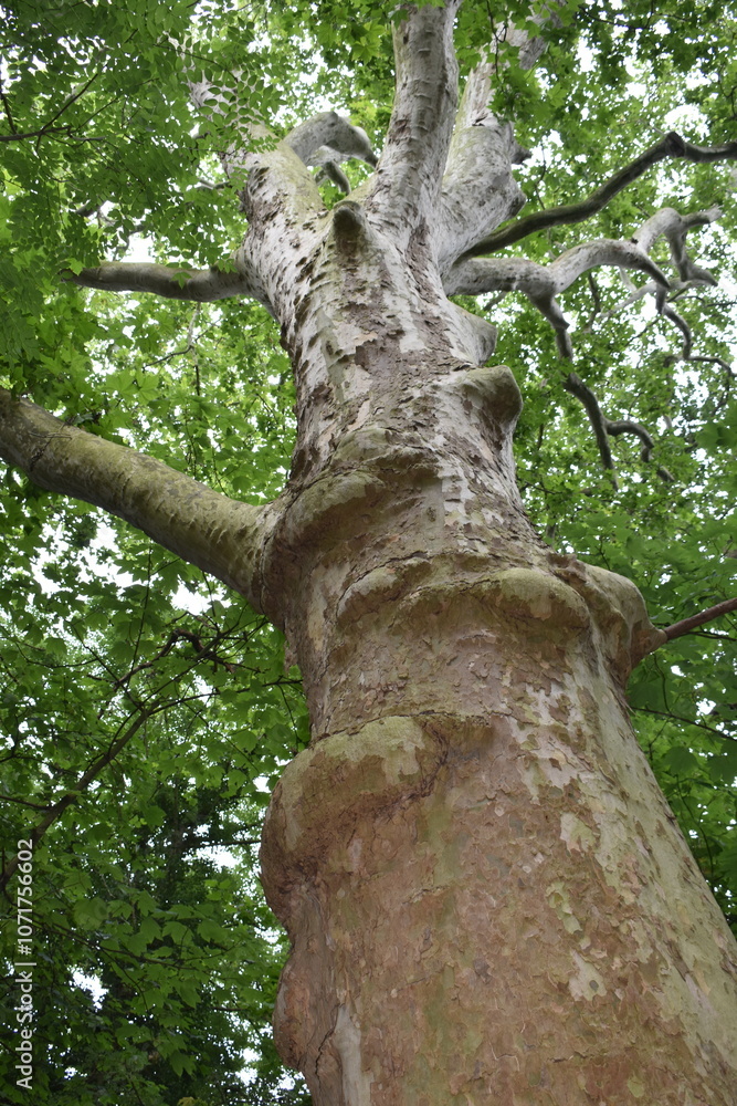 Fototapeta premium tree trunk