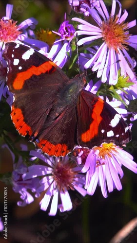 Vanessa atalanta, the red admiral - bright butterfly with red stripes and white spots on wings collects nectar on Astra flowers photo