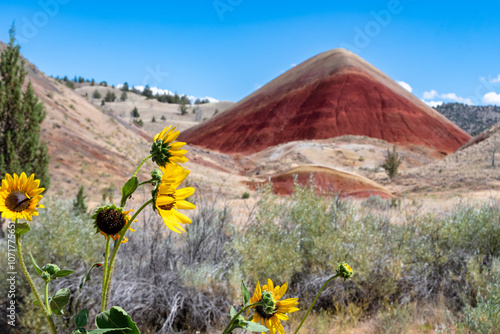 Wildflowers Blooming with Painted Hills in the Background at John Day Fossil Beds