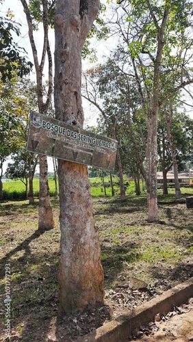 bosque de seringueira em fordlândia, pará 