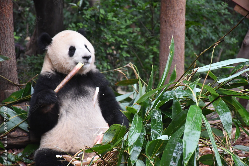 Fototapeta premium the cute panda is eating bamboo
