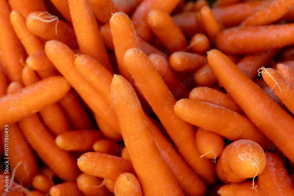 Fresh orange carrots stacked neatly at a farmers market during the afternoon Fresh orange carrots stacked neatly at a farmers market during the afternoon