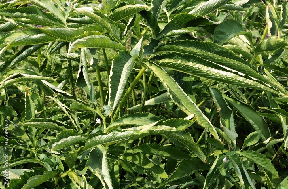 Fototapeta premium green leanes of Amorphophallus Rivieri plant - Araceae Family