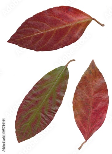 autumnal leaves of tree isolated