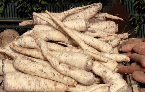 white roots of parsley vegetable close up photo