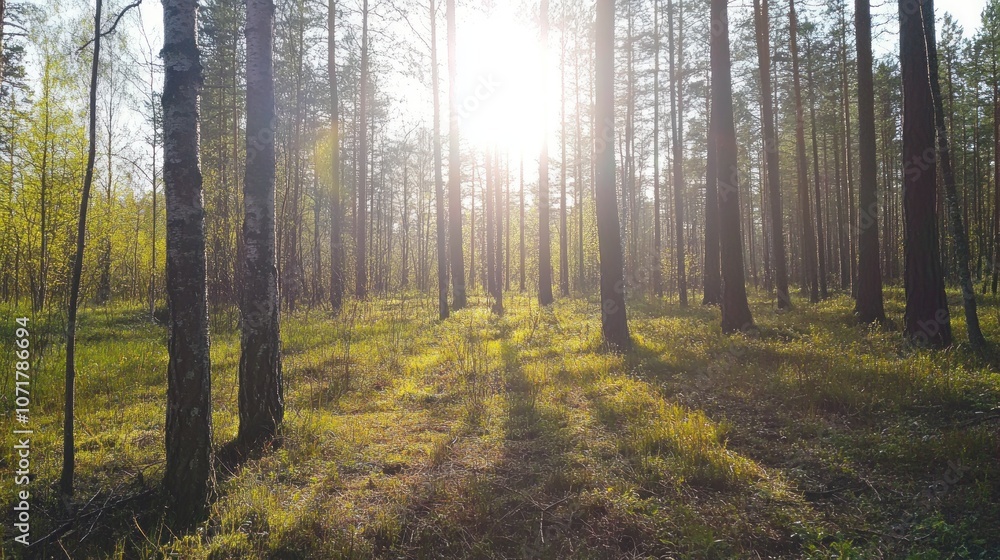Fototapeta premium A serene forest scene with sunlight filtering through tall trees, illuminating the ground.
