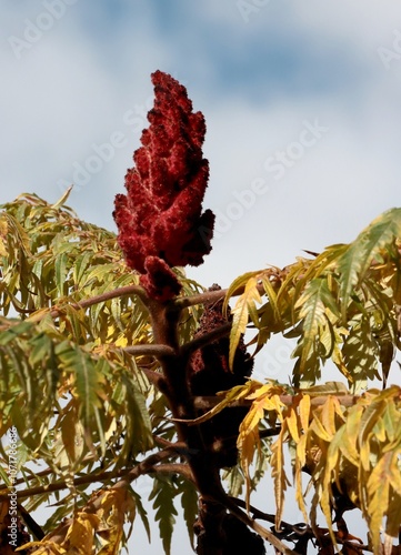 autumnal foliage and red inflorescence of Rhus Typpical Dissecta tree scenic photo