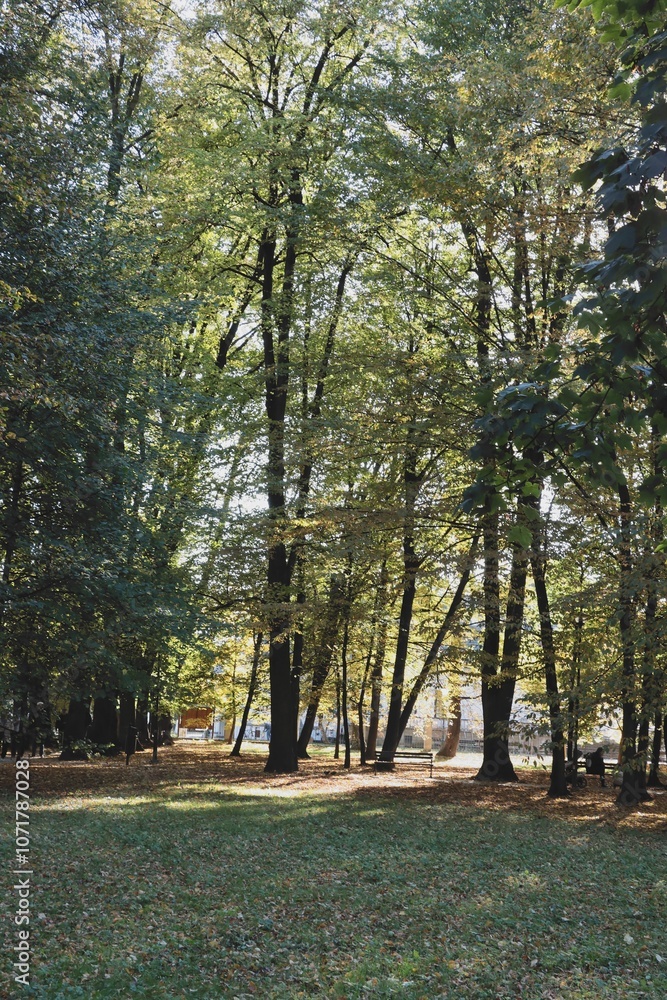 colorful various foliage of trees at autumn scenic colorful various foliage of trees at autumn scenic