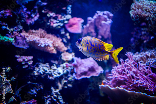 Fish swimming among coral reef in the aquarium photo