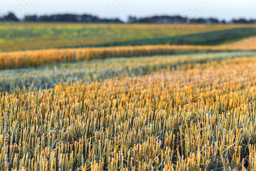 fragment of a mown field after harvesting wheat.  Straw on garden plots. High quality photo