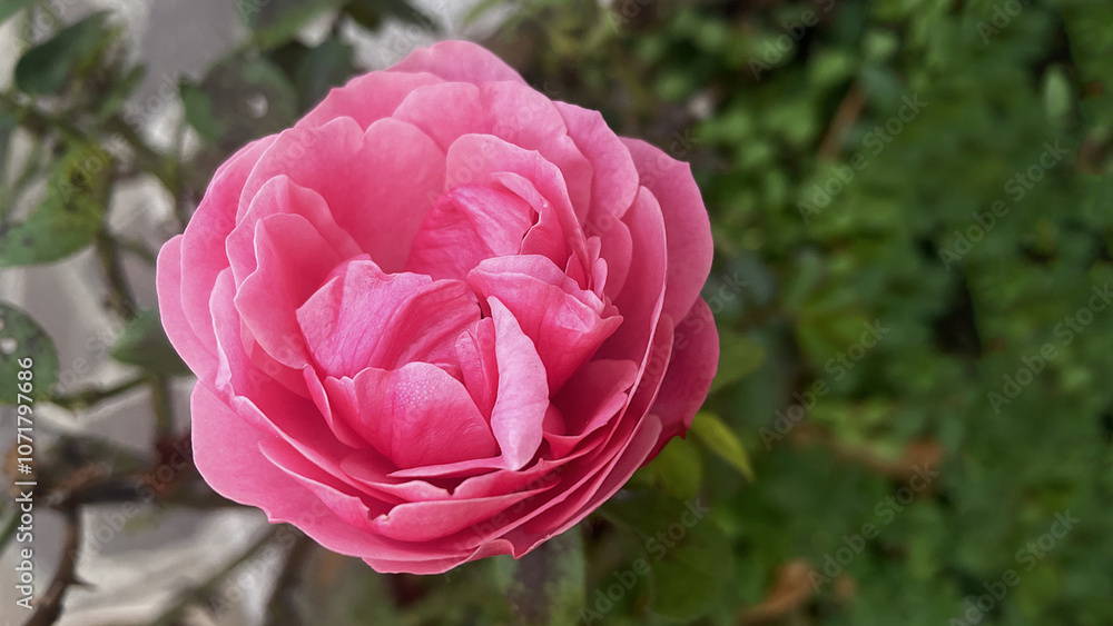 close up of Leonardo Da Vinci Rose flower close up of Leonardo Da Vinci Rose flower