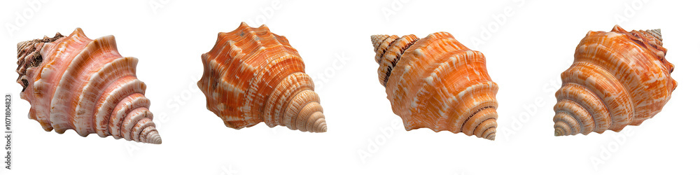 Four unique seashells displayed on a white isolated background. Four unique seashells displayed on a white isolated background.