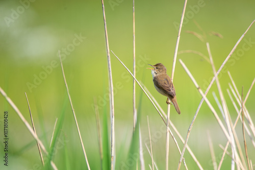 Blyth's reed warbler (Acrocephalus dumetorum) sitting in the reeds in summer. Bird photography taken in Sweden. Background with soft focus and bokeh, place for text, copy space.	 photo