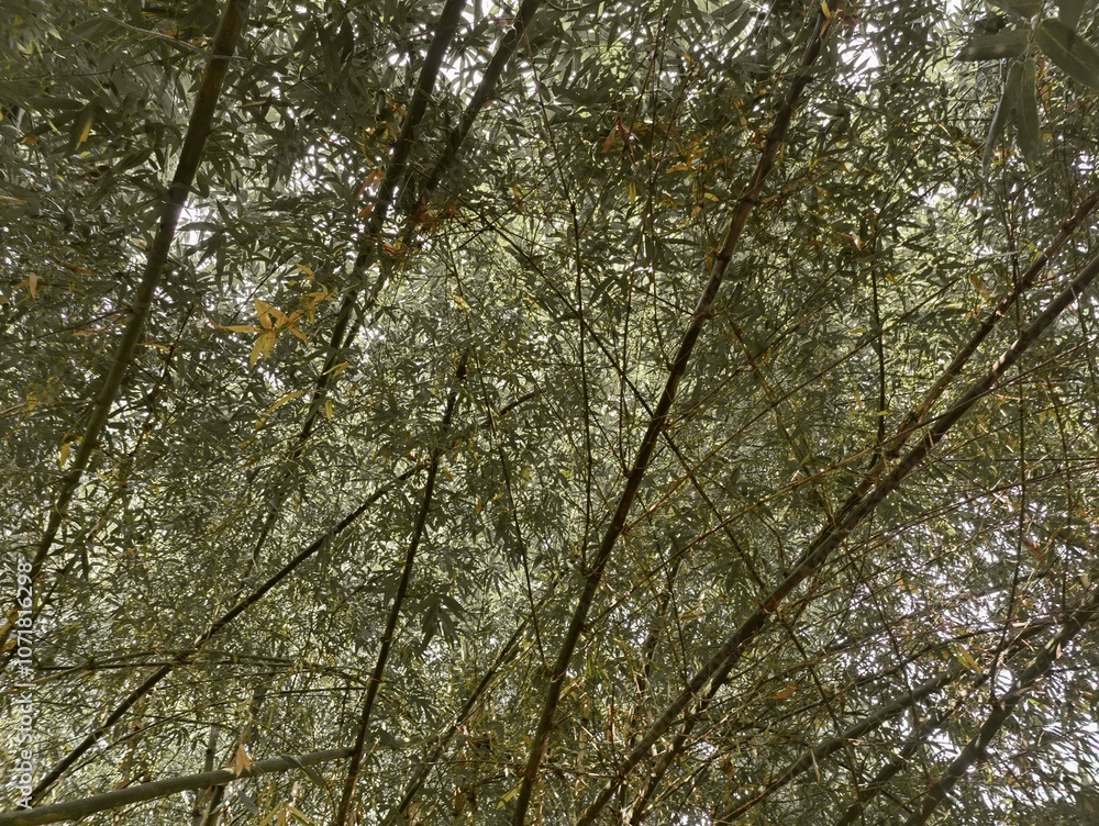 Fototapeta premium bamboo forest in the jungle.